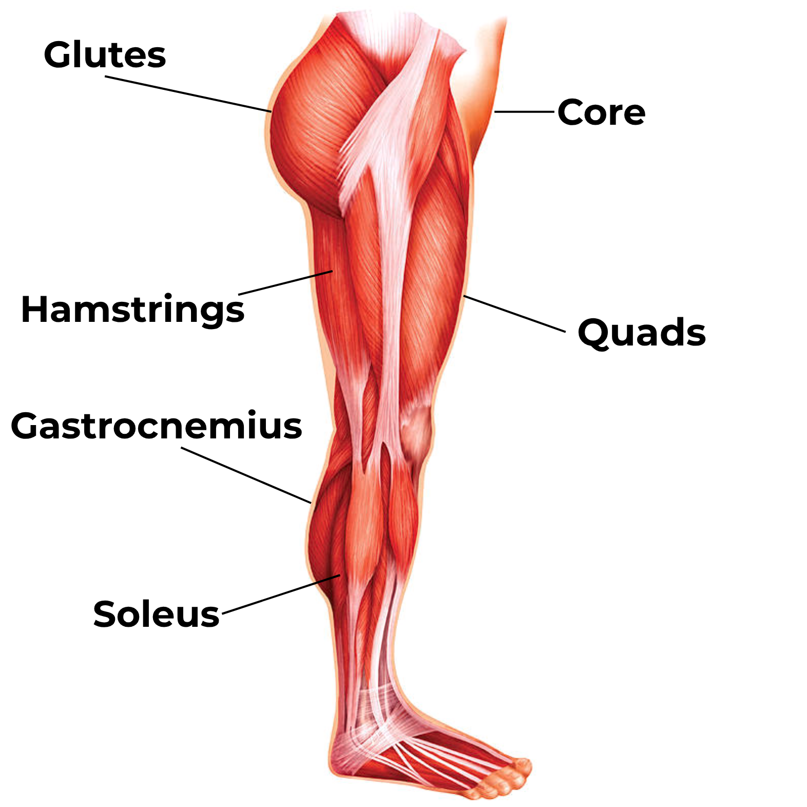 Knee Muscles